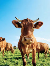 Nahaufnahme einer roten Kuh, genannt "Vacche Rosse"