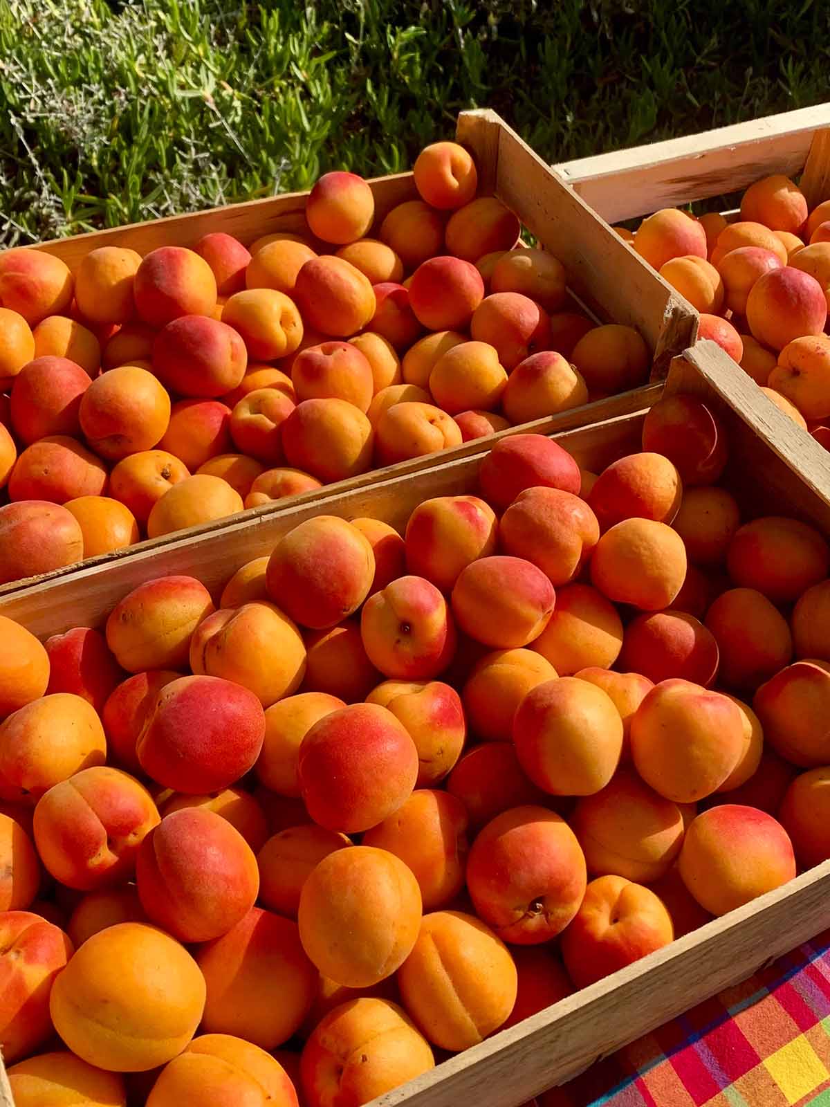 Aufstrich »Aprikose und Kalamansi«