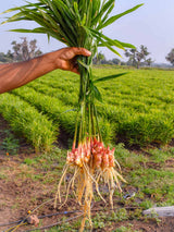 Kandierter Ingwer »Gingembre des Fidji«