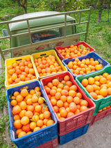 Kandierte Orangen »Orange de Sicile«