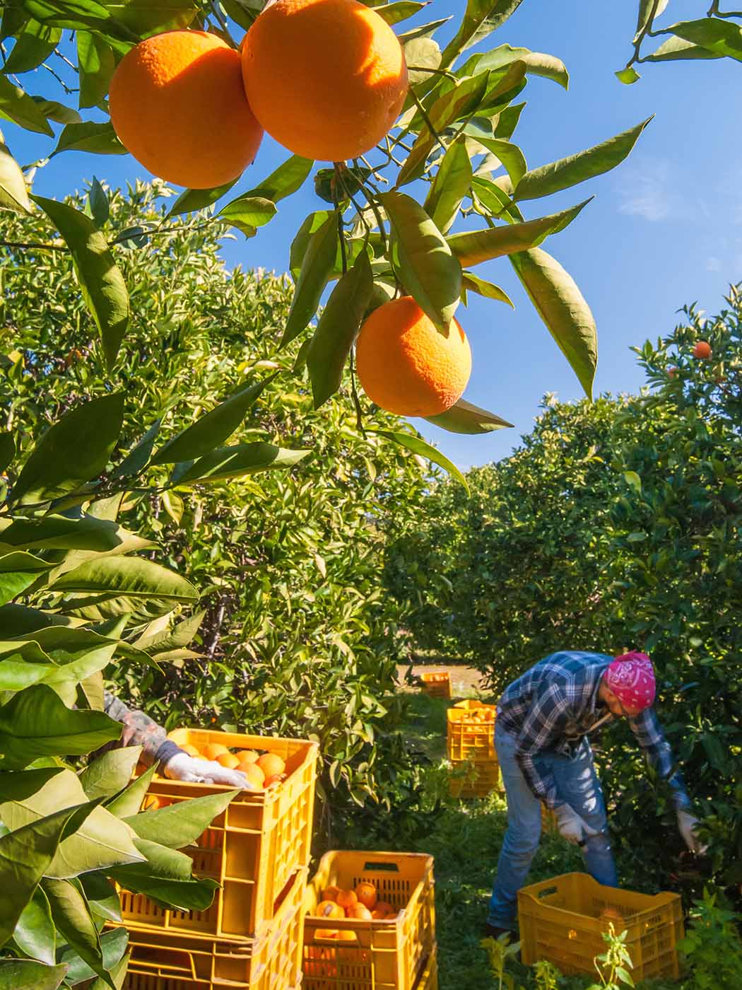 Kandierte Orangen »Orange de Sicile«