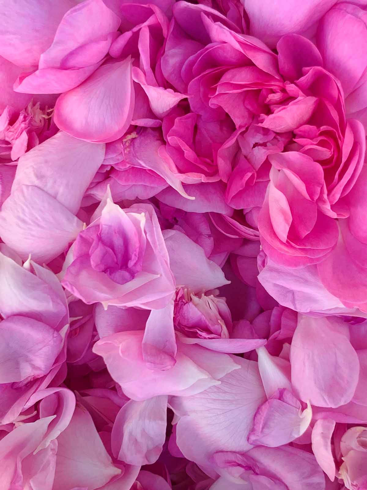 Aufstrich »Himbeere und Rose«