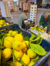 Kandierte Zitrone »Citron de Sicile«