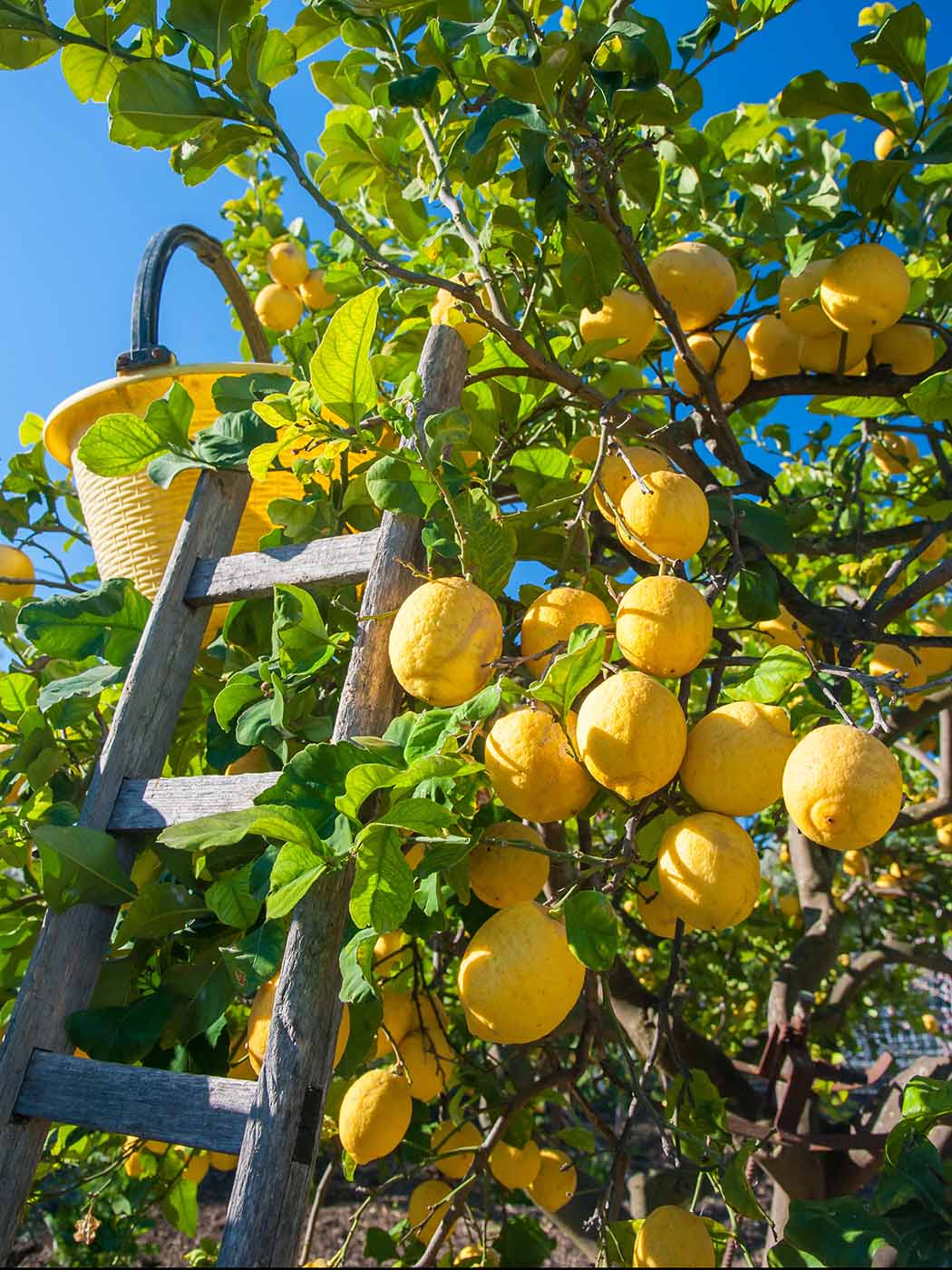 Kandierte Zitrone »Citron de Sicile«