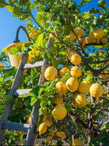 Kandierte Zitrone »Citron de Sicile«