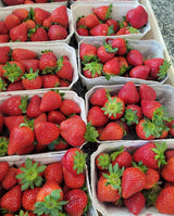 Frische, vollreife Erdbeeren als Basis für Fruchtaufstriche, Desserts und mehr
